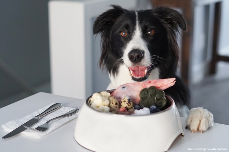 Border collie homemade food clearance